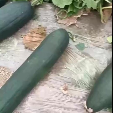 大棚冬瓜