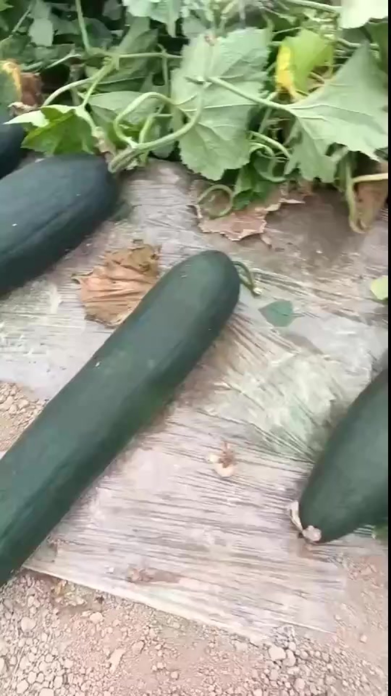 大棚冬瓜