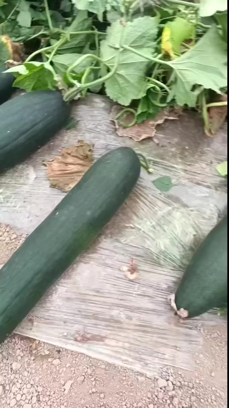 大棚冬瓜