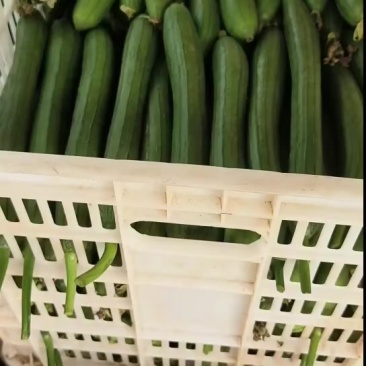 金寨油丝瓜