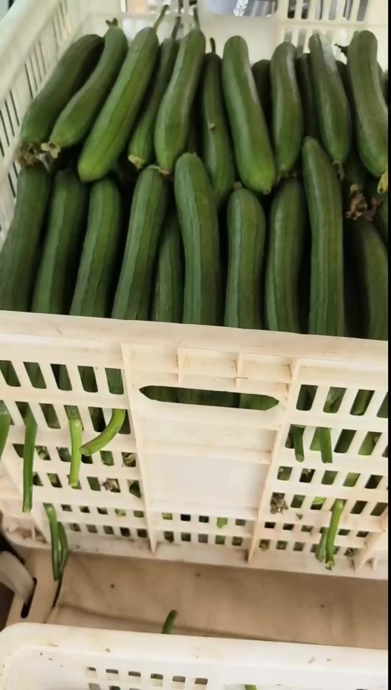 金寨油丝瓜