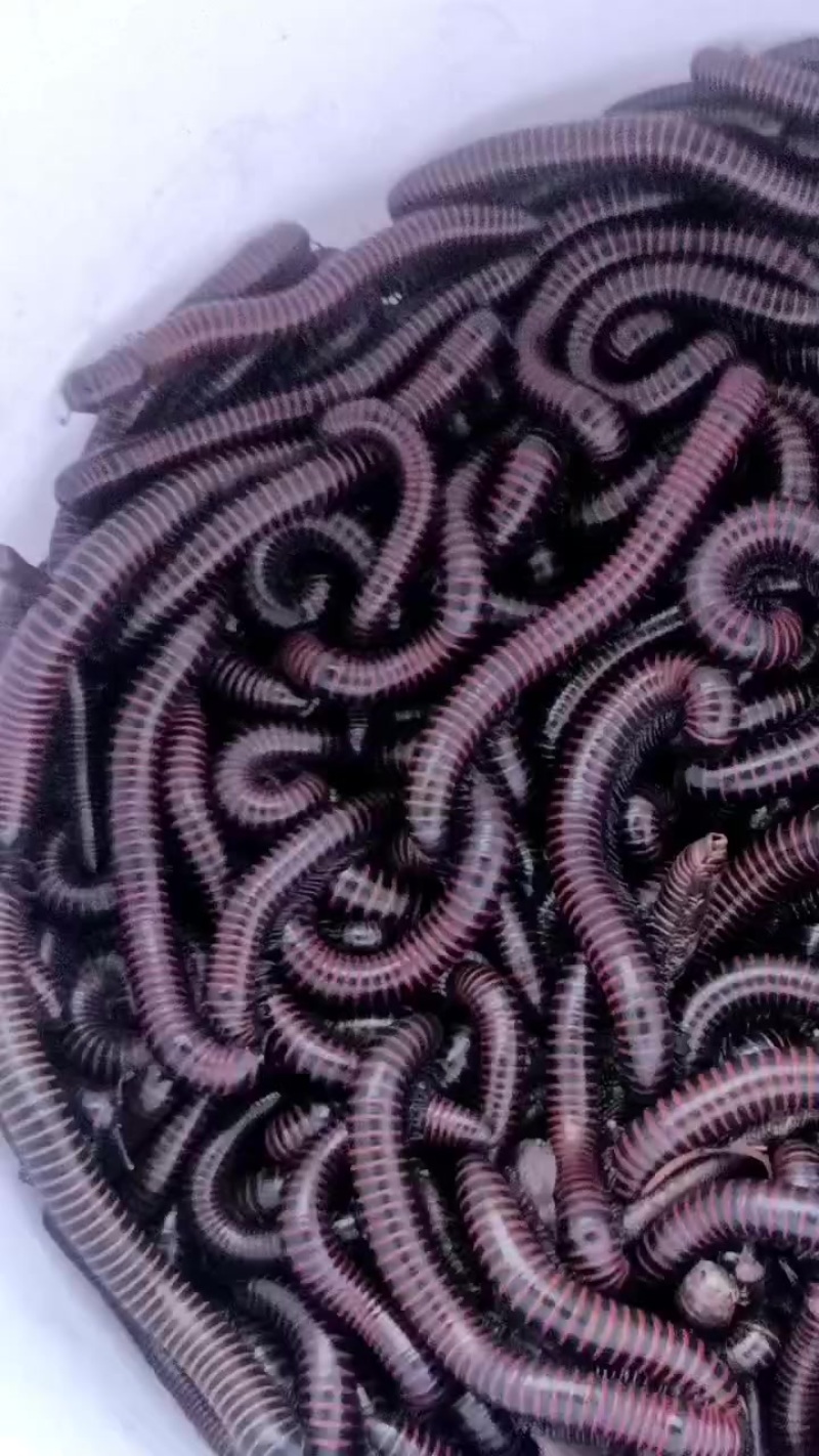 马陆虫