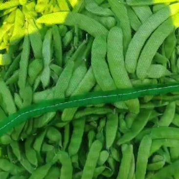 豆角
