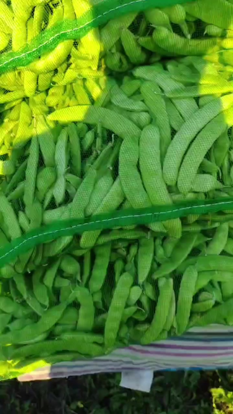 豆角