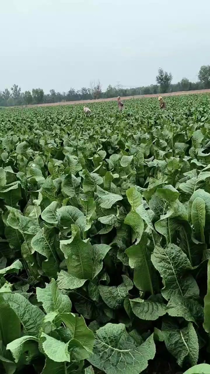 辣根