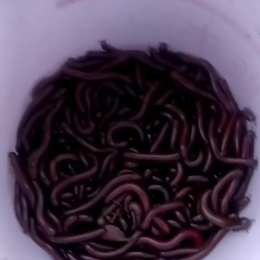 马陆虫