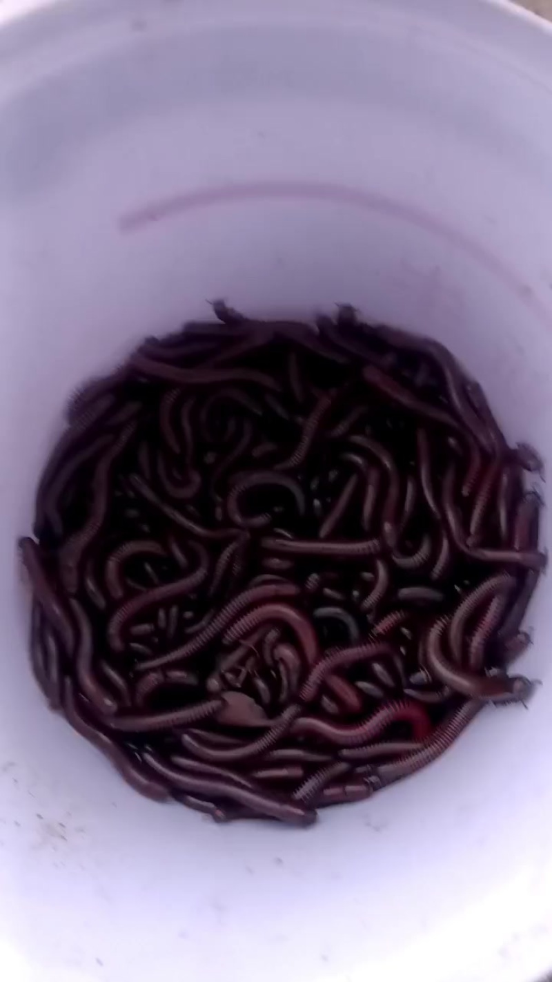 马陆虫