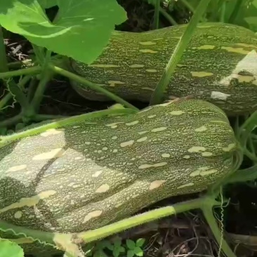 蜜本南瓜。
