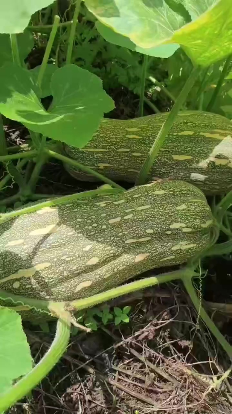 蜜本南瓜。