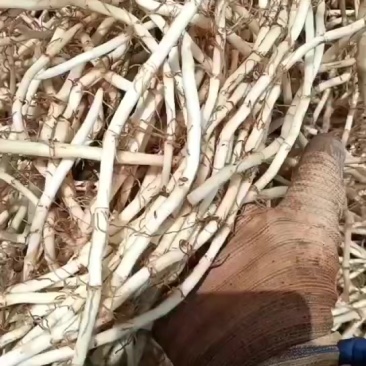 鱼腥草，有需要的各位老板，请联系