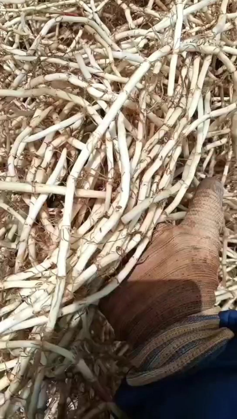 鱼腥草，有需要的各位老板，请联系