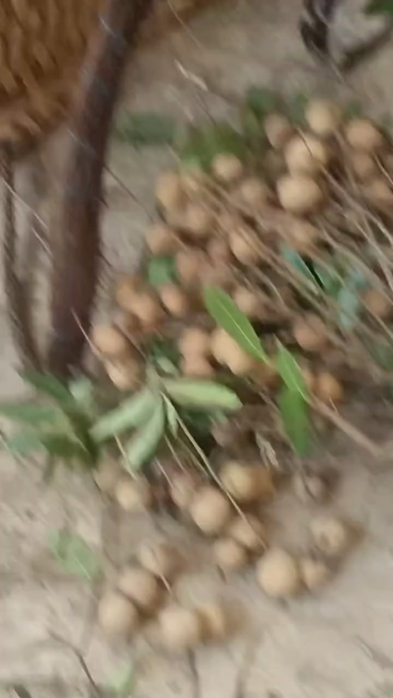 云南红河龙眼