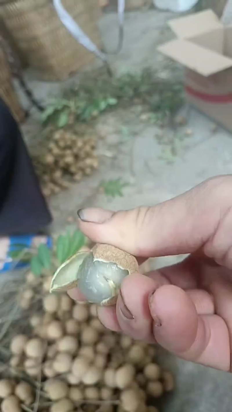 云南红河龙眼