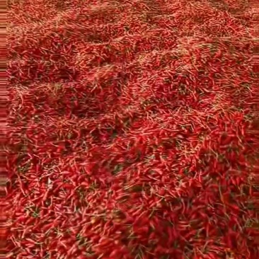 吨级小米椒等您