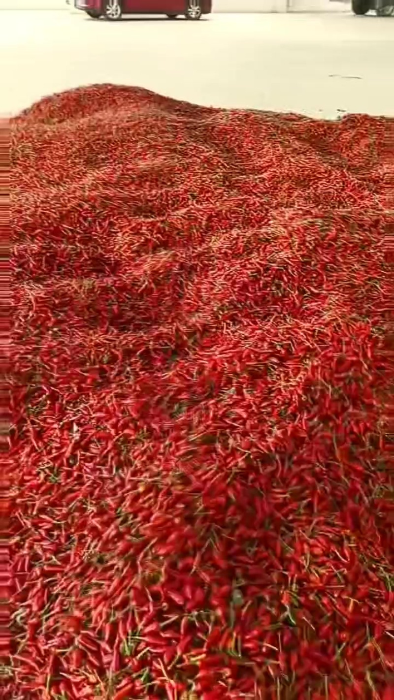 吨级小米椒等您