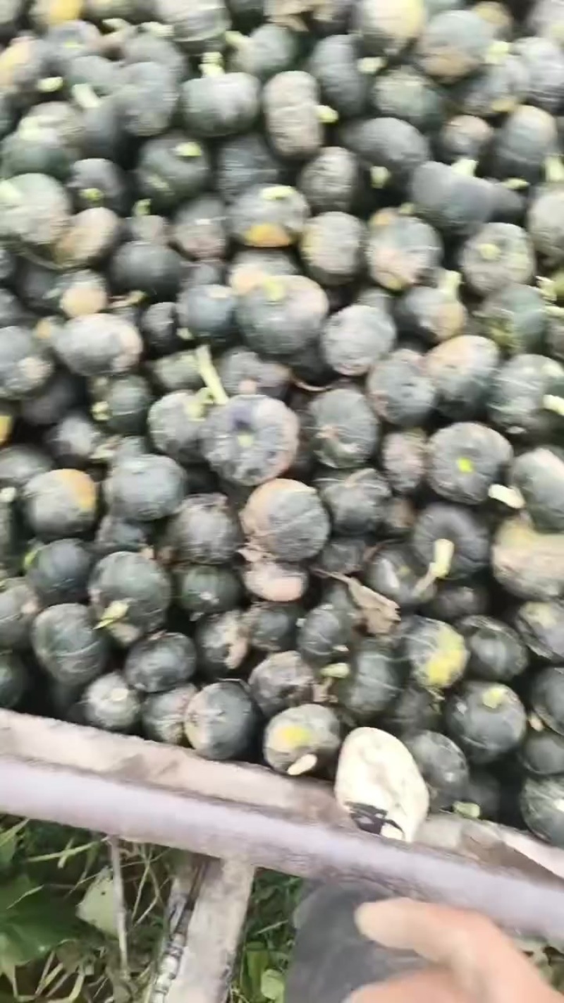 贝贝南瓜
