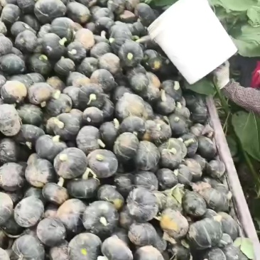 贝贝南瓜