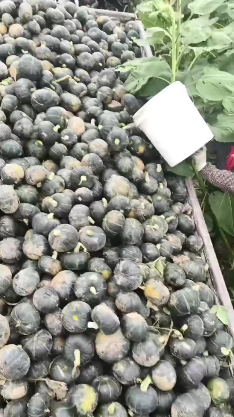 贝贝南瓜
