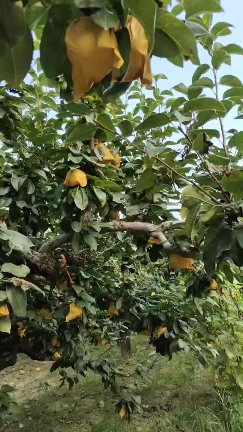 翠冠梨