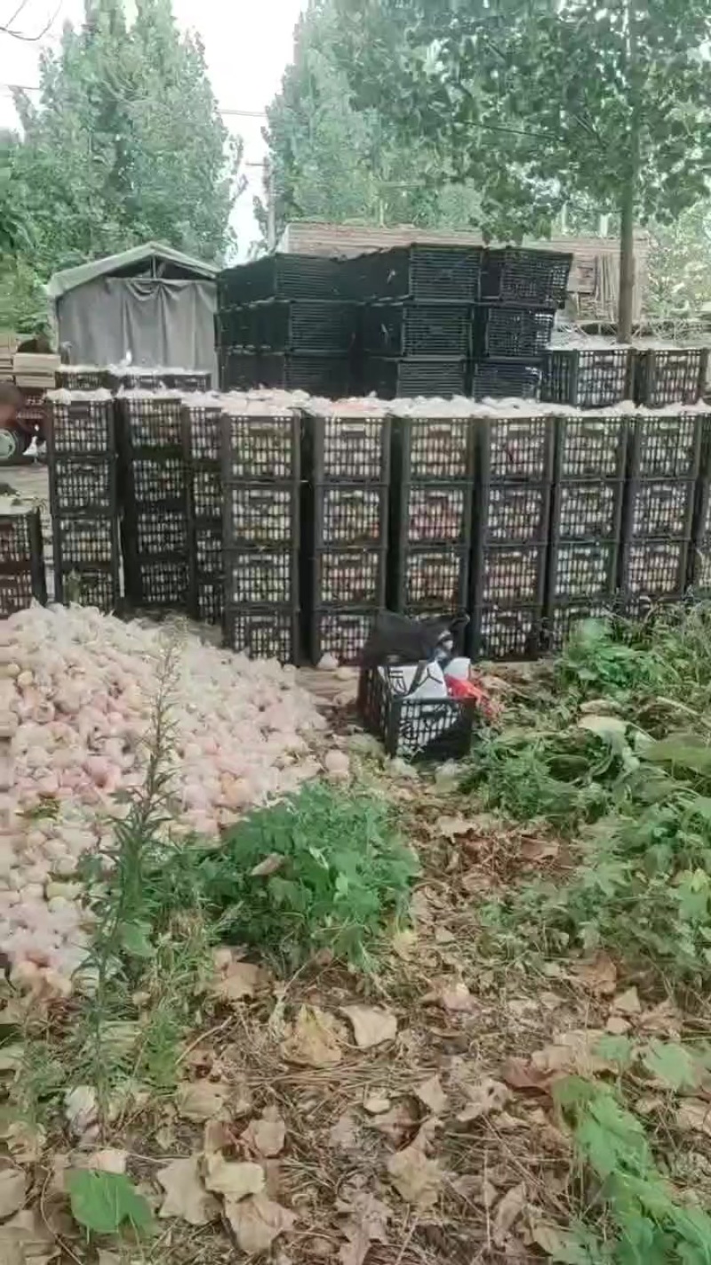 灵宝毛桃大量上市了，欢迎加工厂来收购加工厂桃