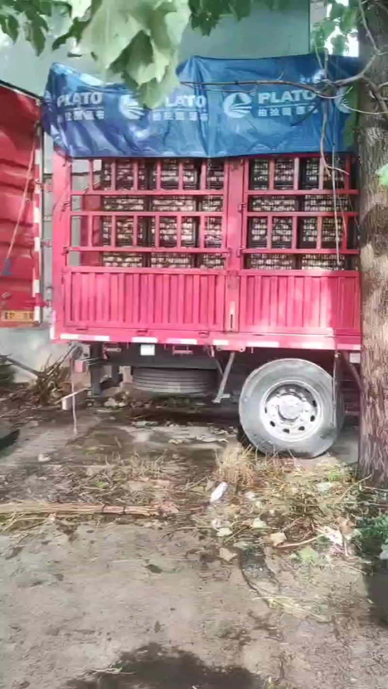 灵宝毛桃大量上市了，欢迎加工厂来收购加工厂桃