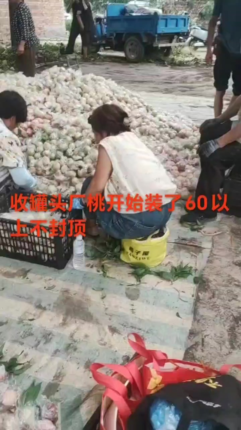 灵宝毛桃大量上市了，欢迎加工厂来收购加工厂桃