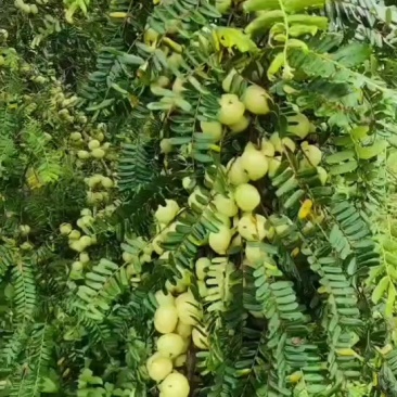 油柑