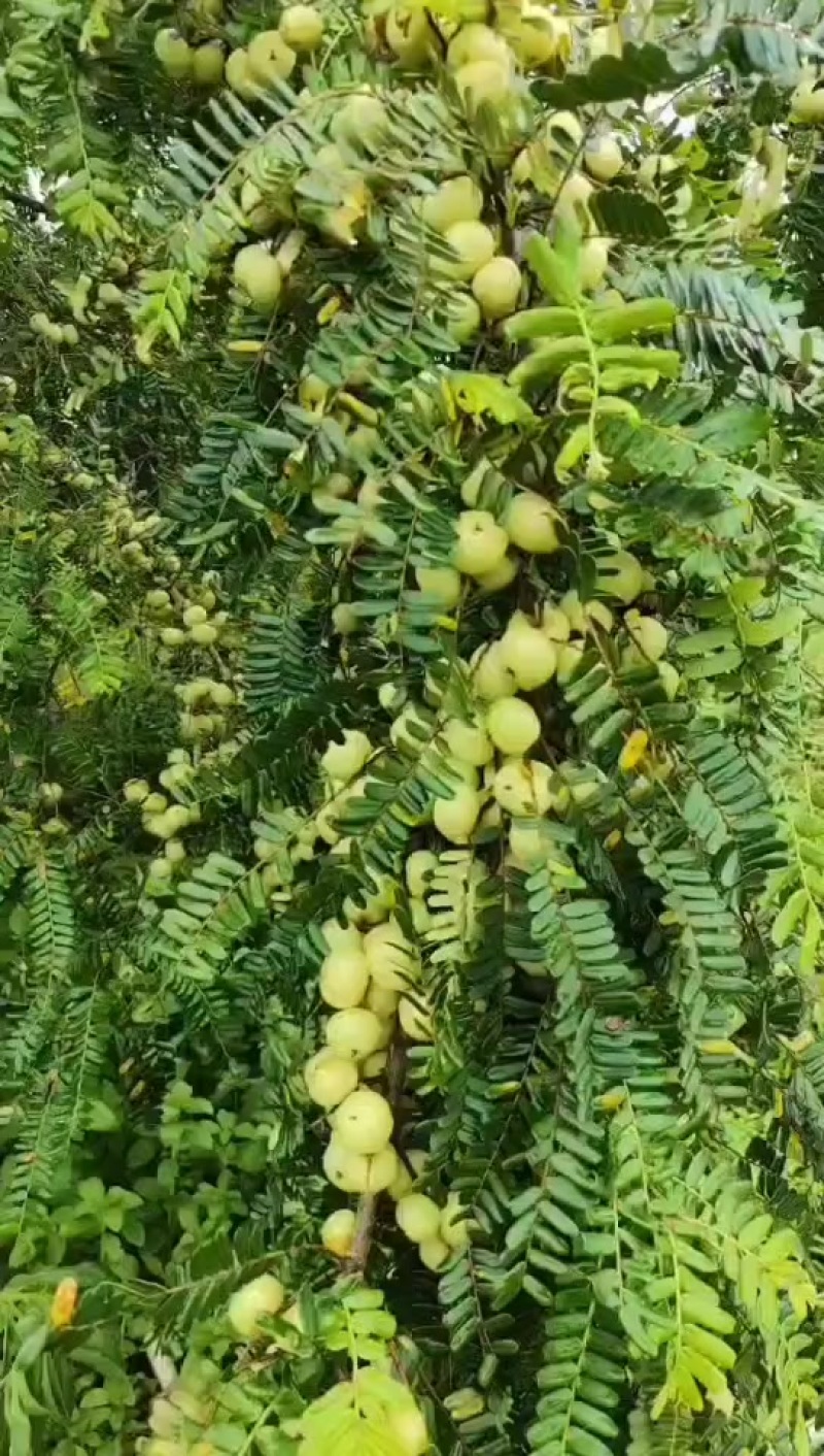 油柑