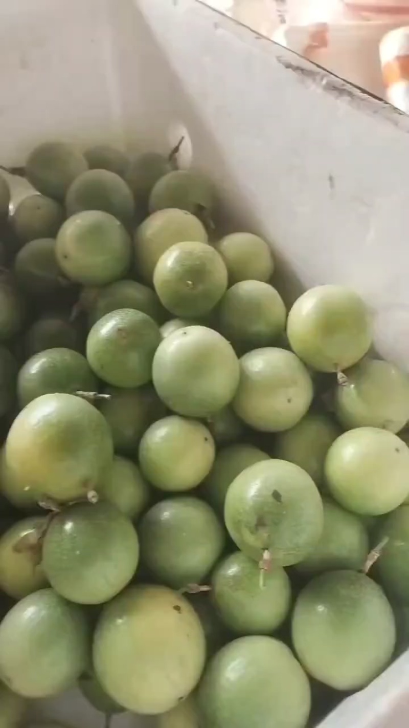 钦密九号，六零起步统货
