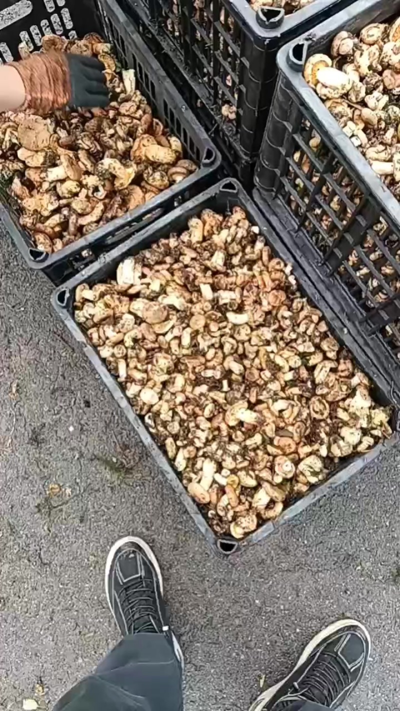 甘肃精品松树食用菌