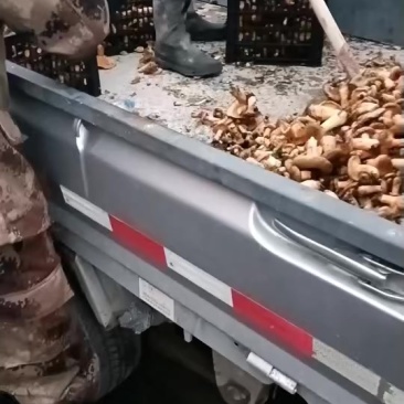 甘肃精品松树食用菌
