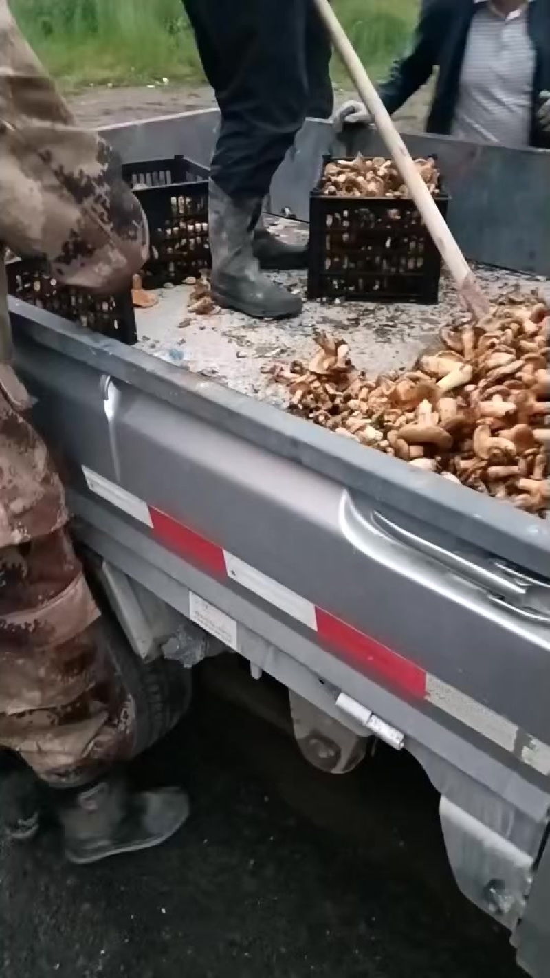 甘肃精品松树食用菌