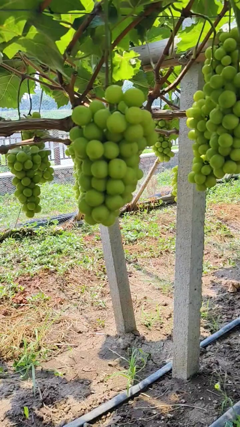湖北潜江阳光玫瑰