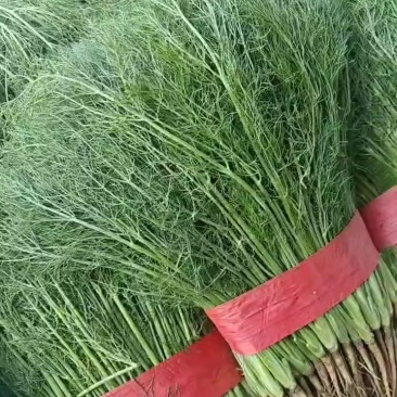 河北邯郸精品茴香大量现货