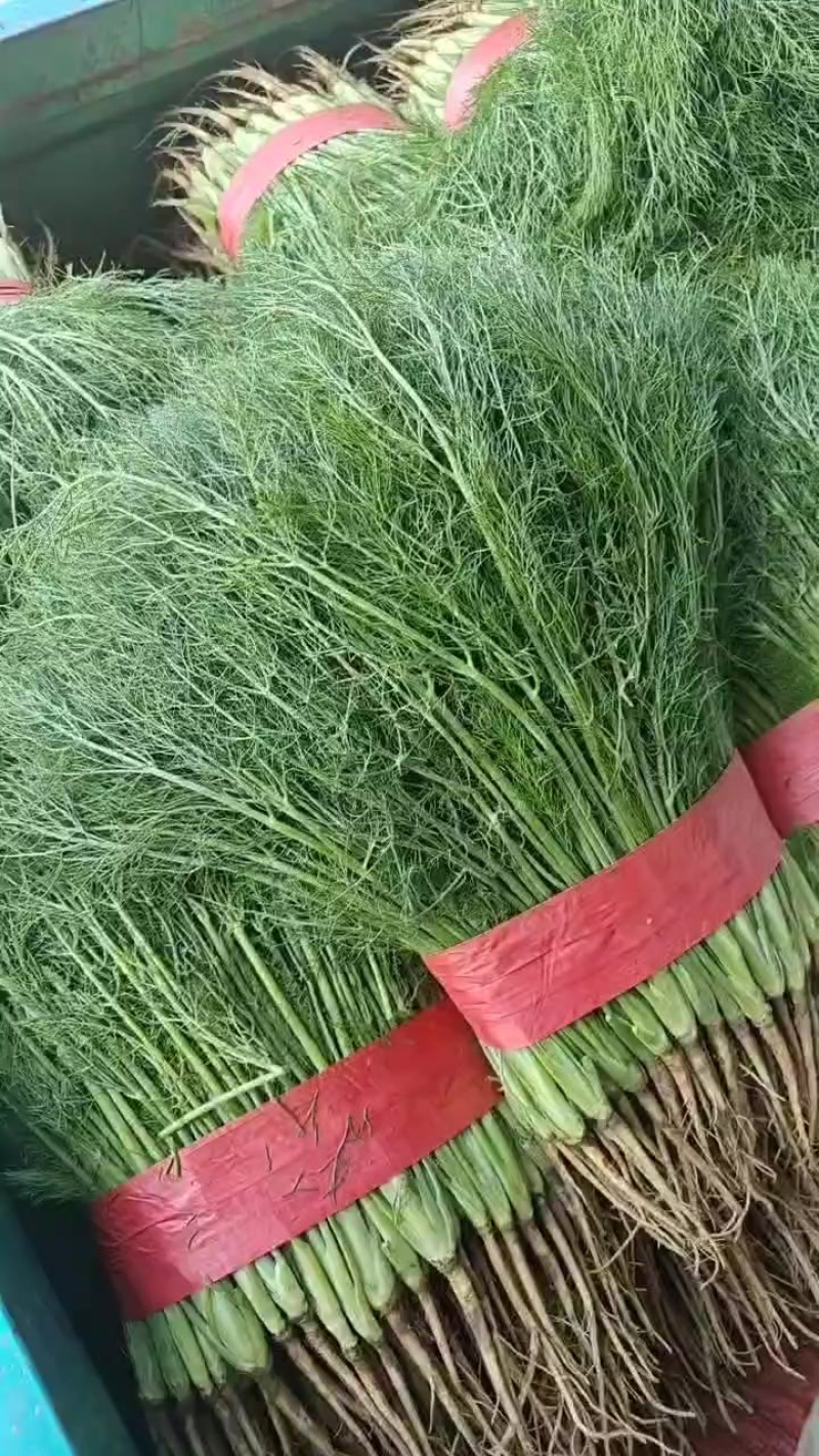 河北邯郸精品茴香大量现货