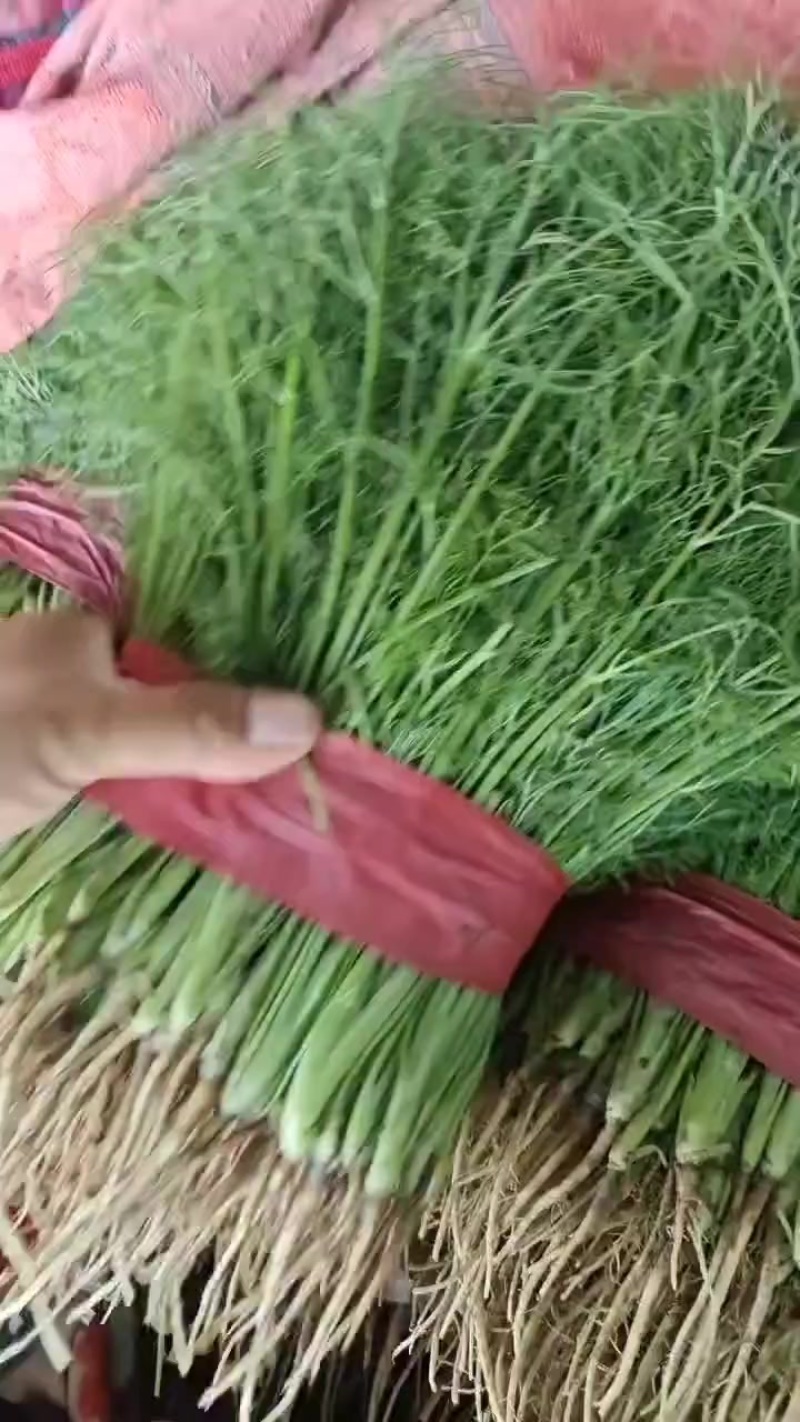 河北邯郸精品茴香大量现货