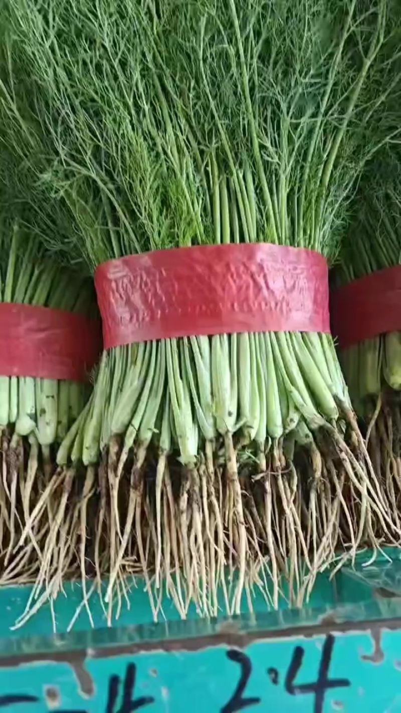 河北邯郸精品茴香大量现货