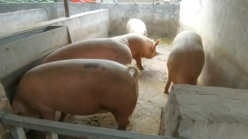 纯粮食猪