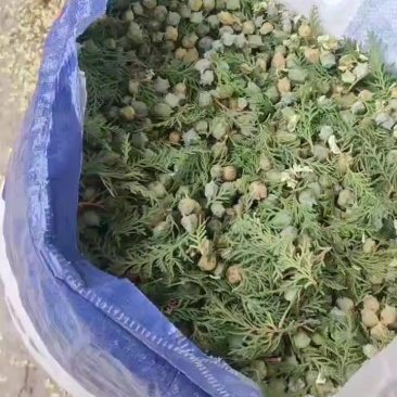 柏树籽