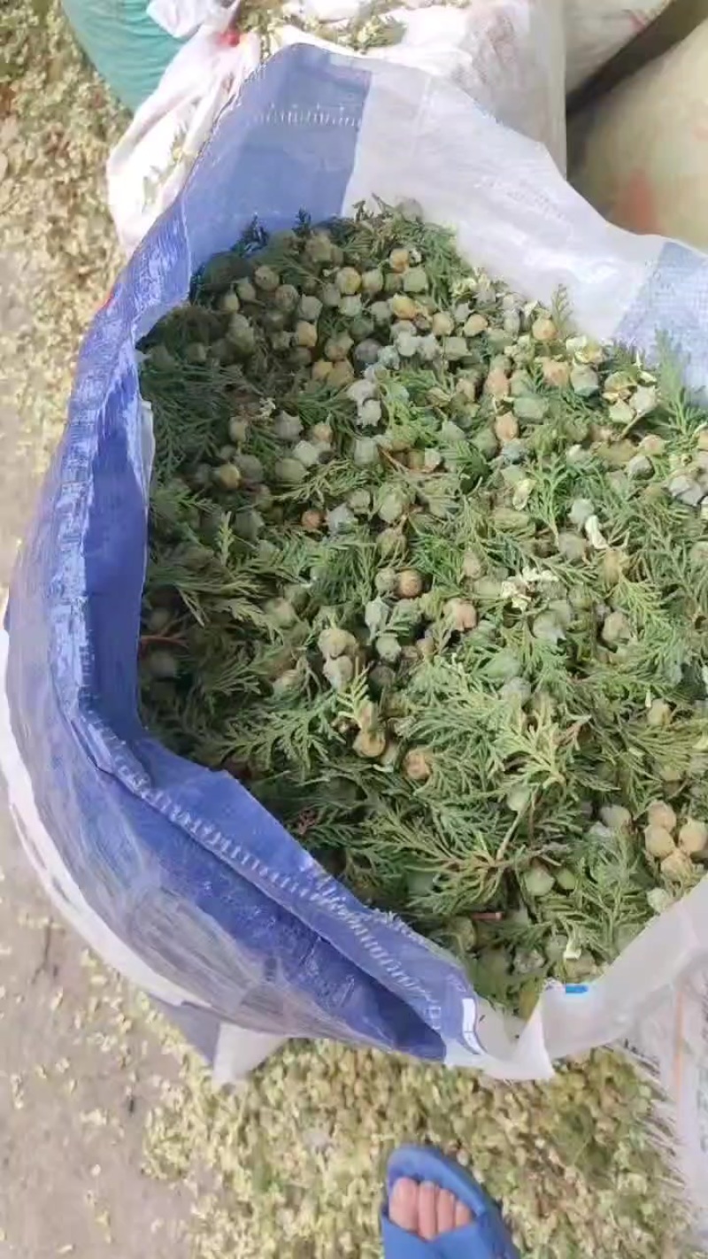 柏树籽
