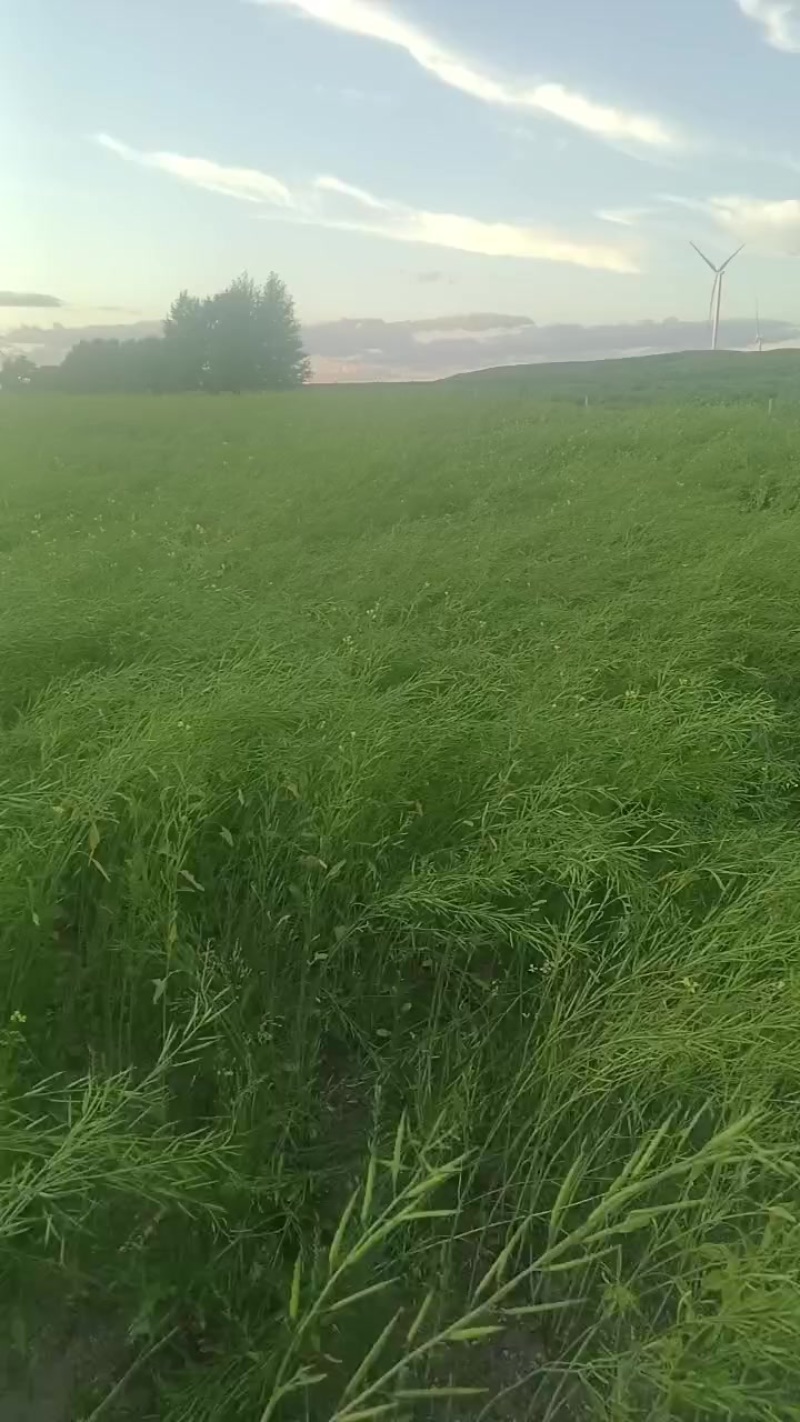 河北油菜籽