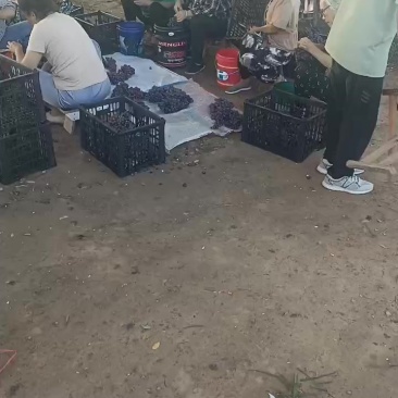 夏黑，阳光玫瑰葡萄