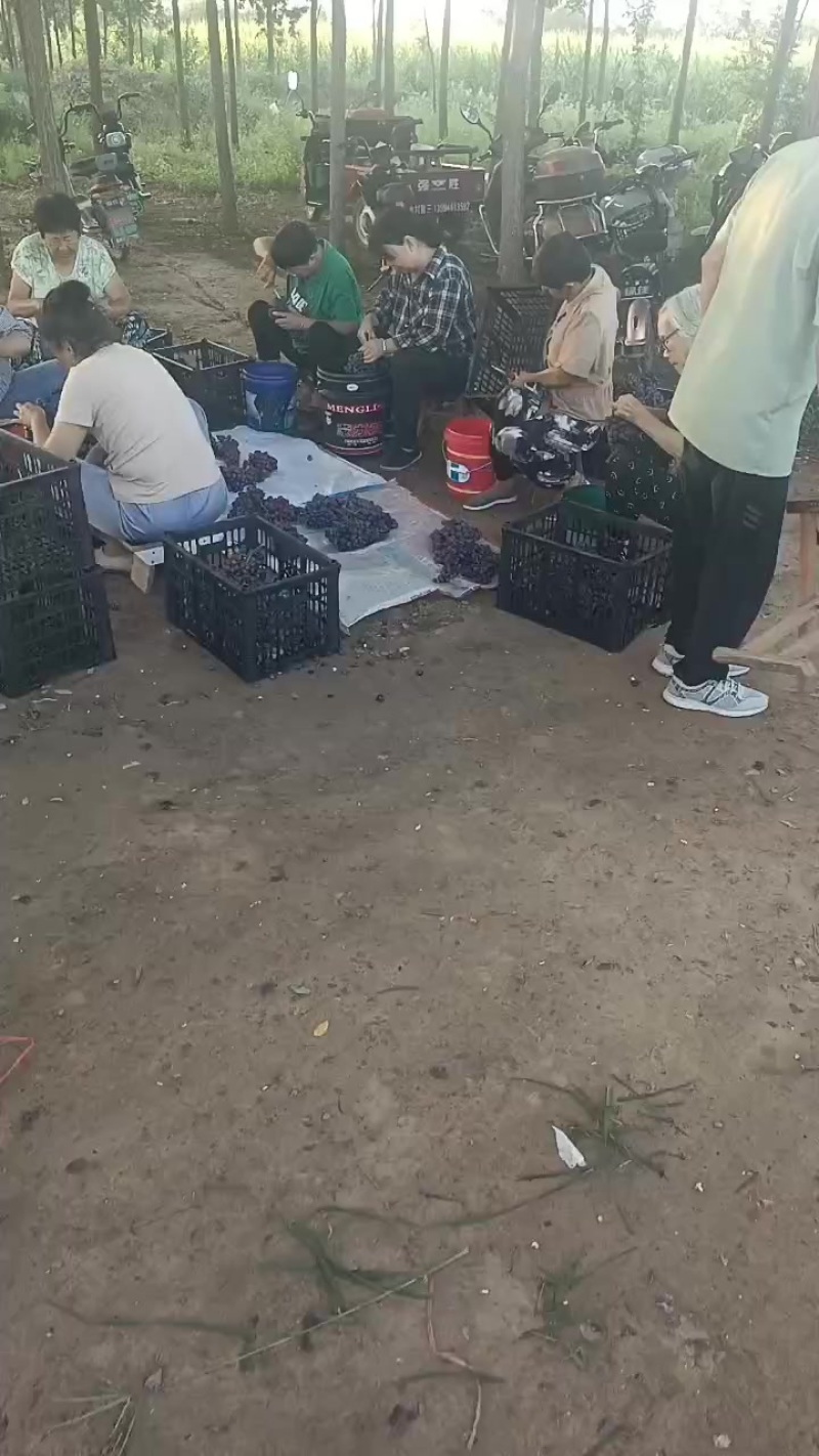 夏黑，阳光玫瑰葡萄
