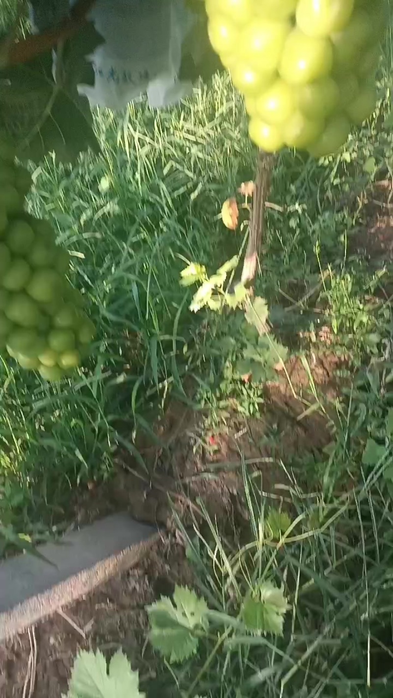 夏黑，阳光玫瑰葡萄
