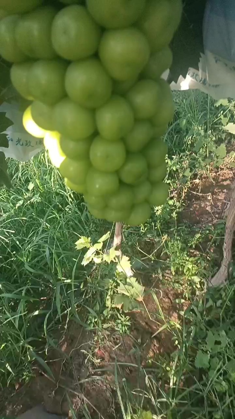 夏黑，阳光玫瑰葡萄