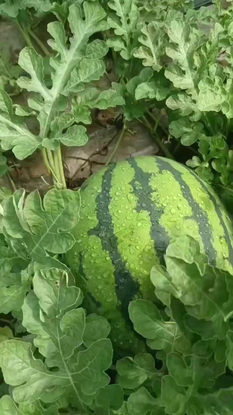 西瓜现货，有需要收购的老板请联系