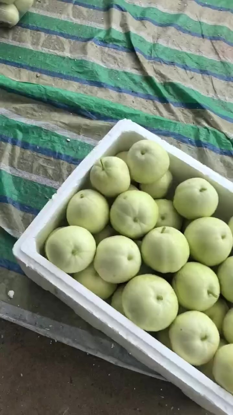 盐城甜瓜