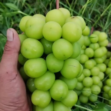 阳光玫瑰