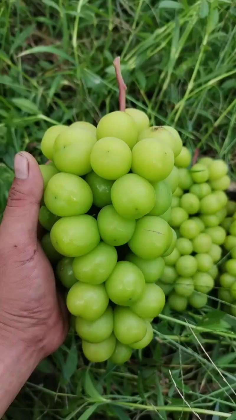 阳光玫瑰