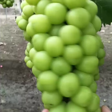 阳光玫瑰